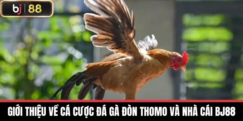Giới thiệu về cá cược Đá gà đòn thomo và nhà cái BJ88