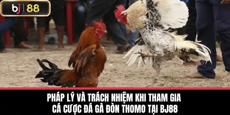 Pháp lý và trách nhiệm khi tham gia cá cược Đá gà đòn thomo tại BJ88