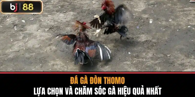 Đá Gà Đòn Thomo - Lựa Chọn Và Chăm Sóc Gà Hiệu Quả Nhất