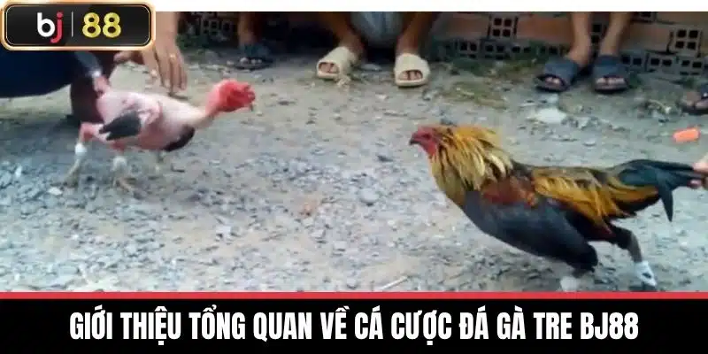 Giới thiệu tổng quan về cá cược Đá gà tre BJ88