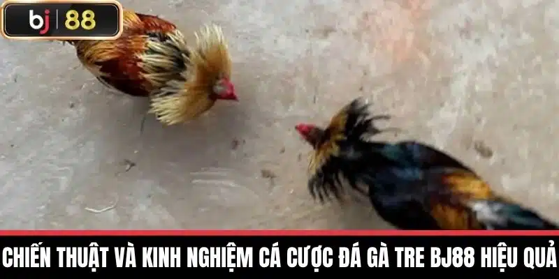 Chiến thuật và kinh nghiệm cá cược đá gà tre BJ88 hiệu quả